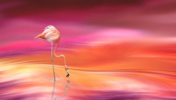 Digital Art Flamingo Blur Blurred Type Blurred